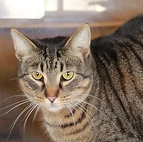 Pinetree Pet Resort Cat Boarding