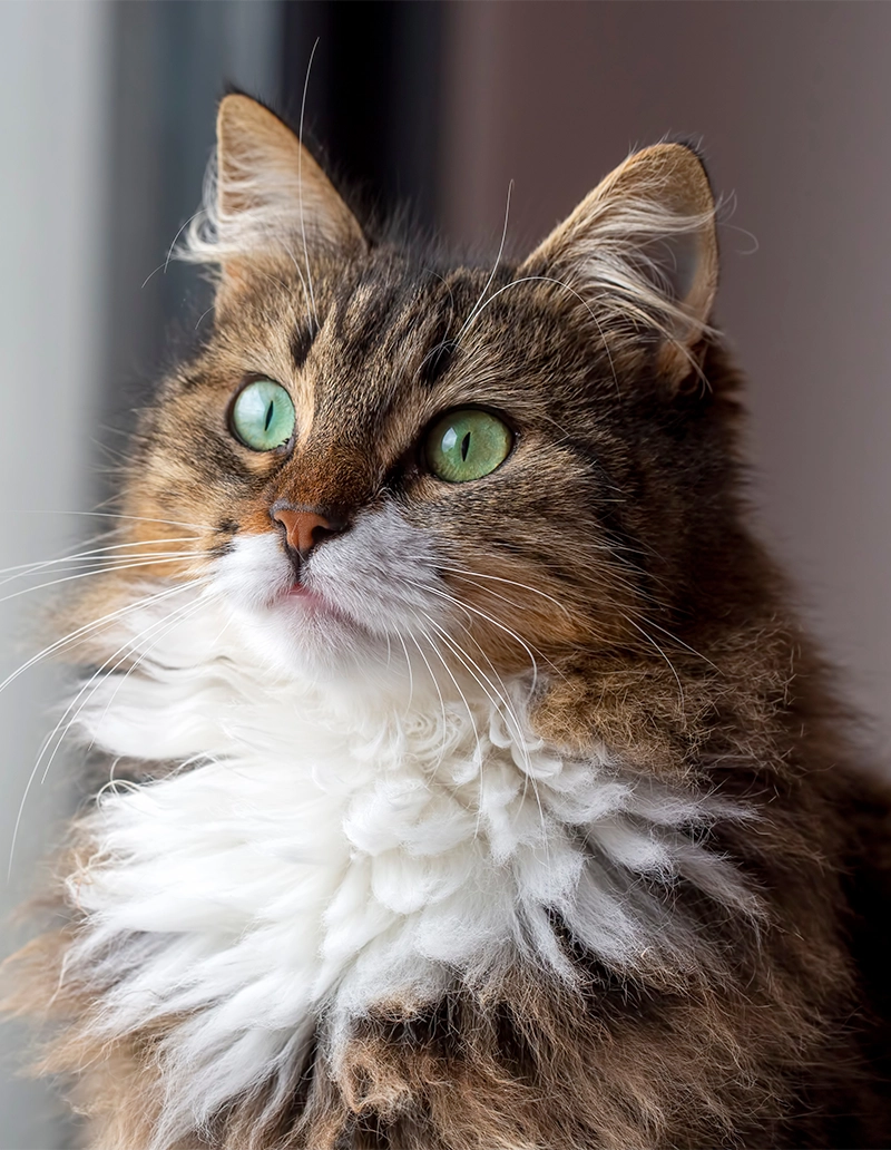 Pinetree Pet Resort Cat