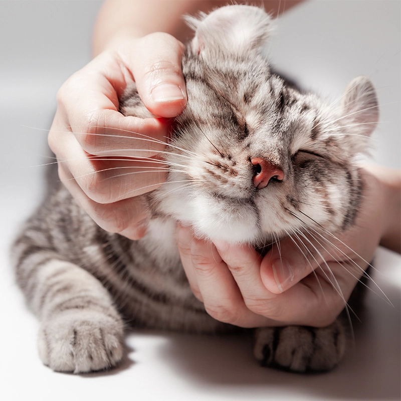 Pinetree Pet Resort Cat