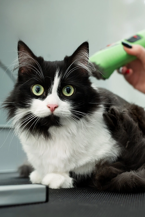 Pinetree Pet Resort Cat Grooming