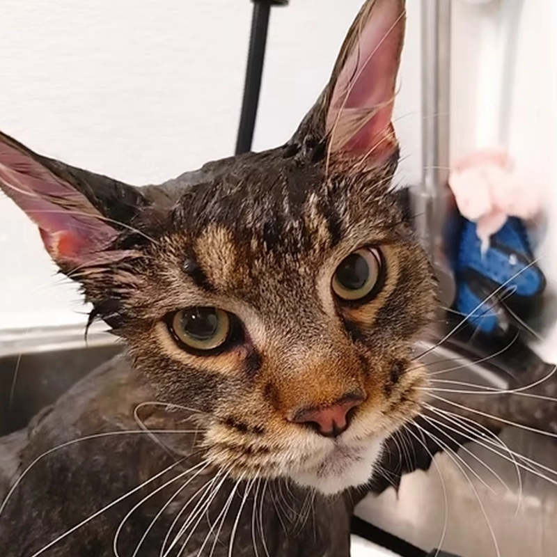 Pinetree Pet Resort Cat Grooming