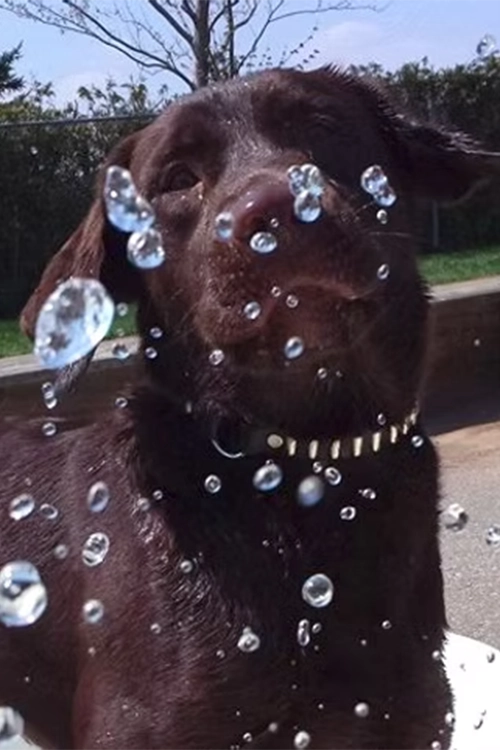 Pinetree Pet Resort Dog Park