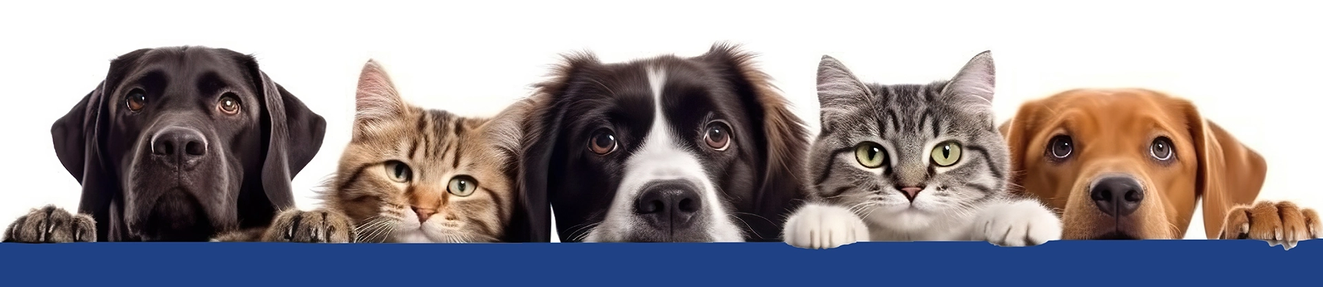 Pinetree Pet Resort Thank You Dogs