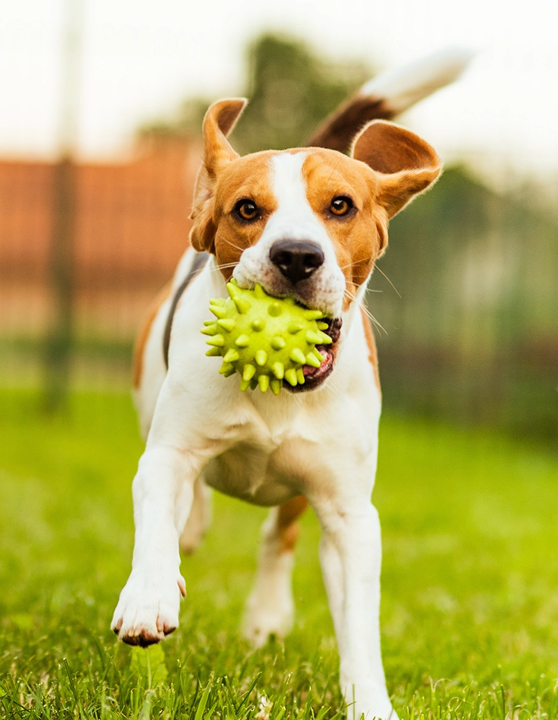Pinetree Pet Resort Dog Park