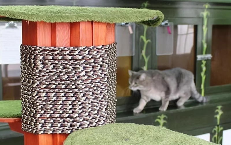 Pinetree Pet Resort Cat Boarding