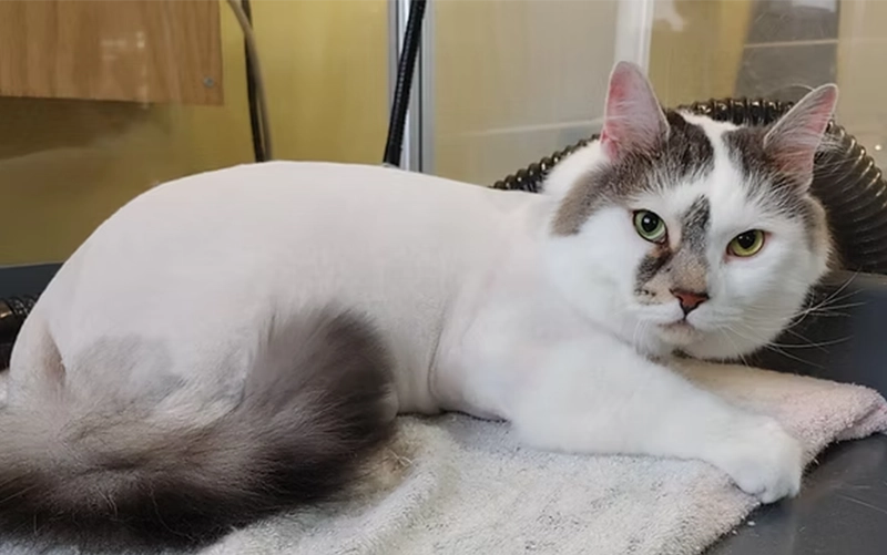 Pinetree Pet Resort Cat Grooming