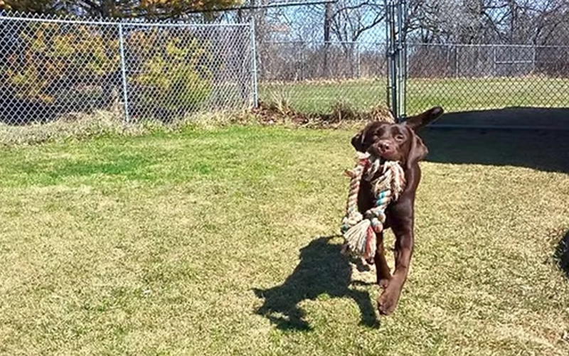 Pinetree Pet Resort Dog Boarding
