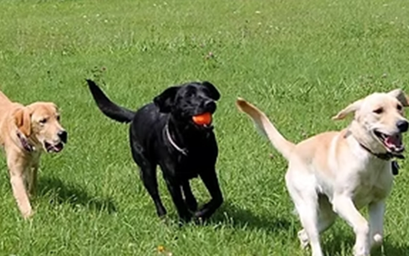 Pinetree Pet Resort Dog Park