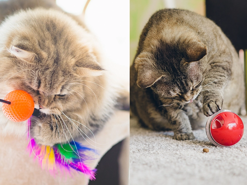 Pinetree Pet Resort Cats