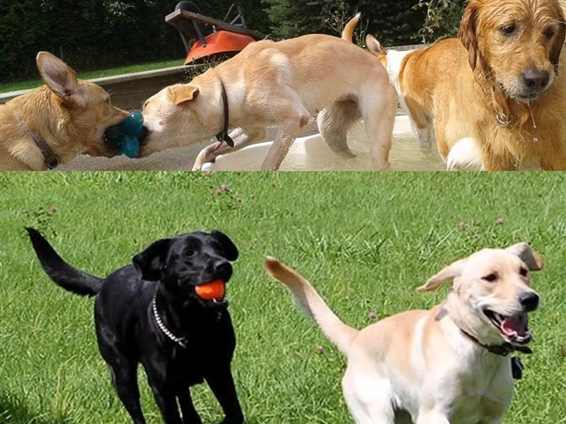 Pinetree Pet Resort Dogs