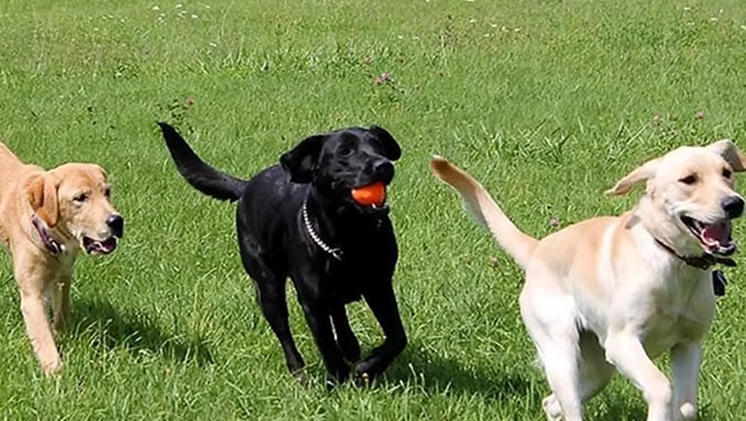 Pinetree Pet Resort Dogs Playing on Grass