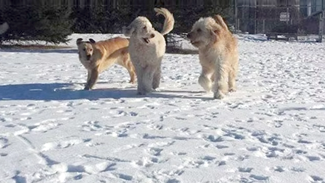 Pinetree Pet Resort Dogs Playing in Snow