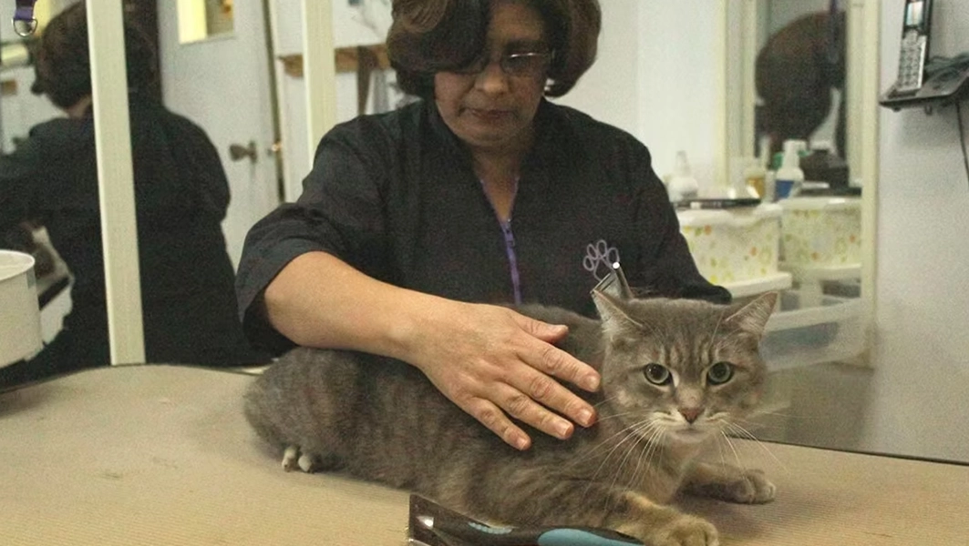 Pinetree Pet Resort Cat Grooming