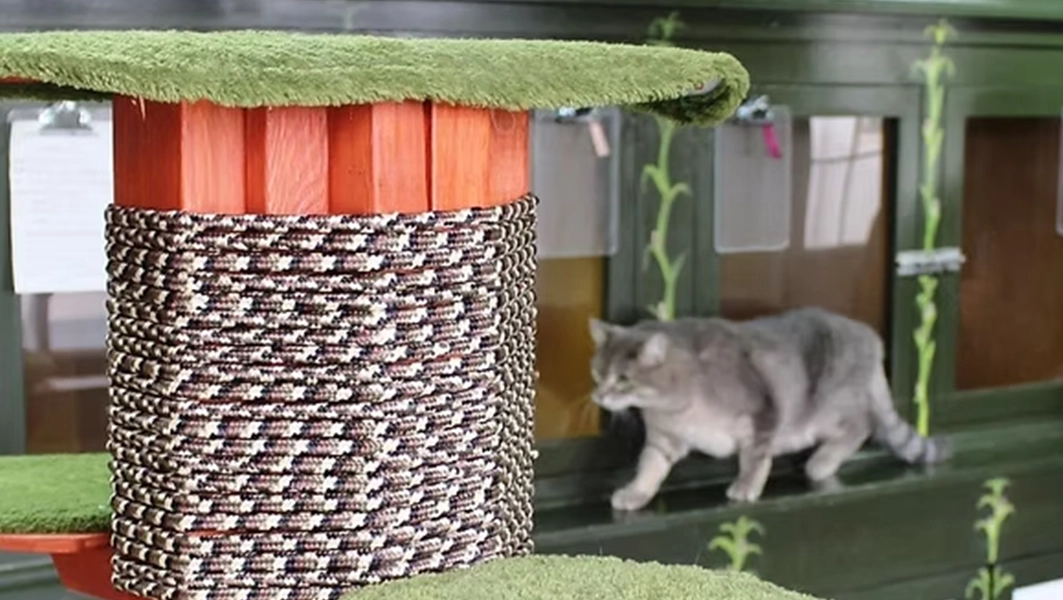 Pinetree Pet Resort Cat Play Area