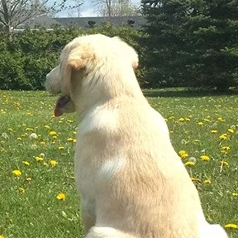 Pinetree Pet Resort Dog Park